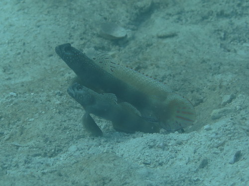 Amblyeleotris latifasciata