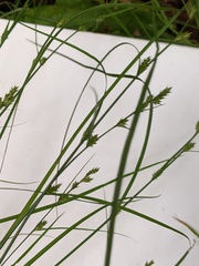 Carex remota