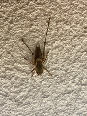 Pholidoptera dalmatica