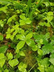 Galium kamtschaticum