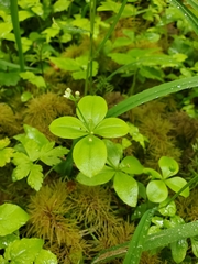 Galium kamtschaticum