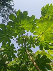 Cecropia schreberiana