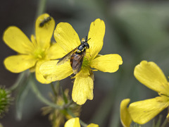 Chrysotoxum triarcuatum