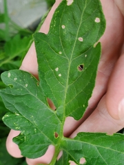 Pterygota