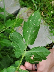Pterygota