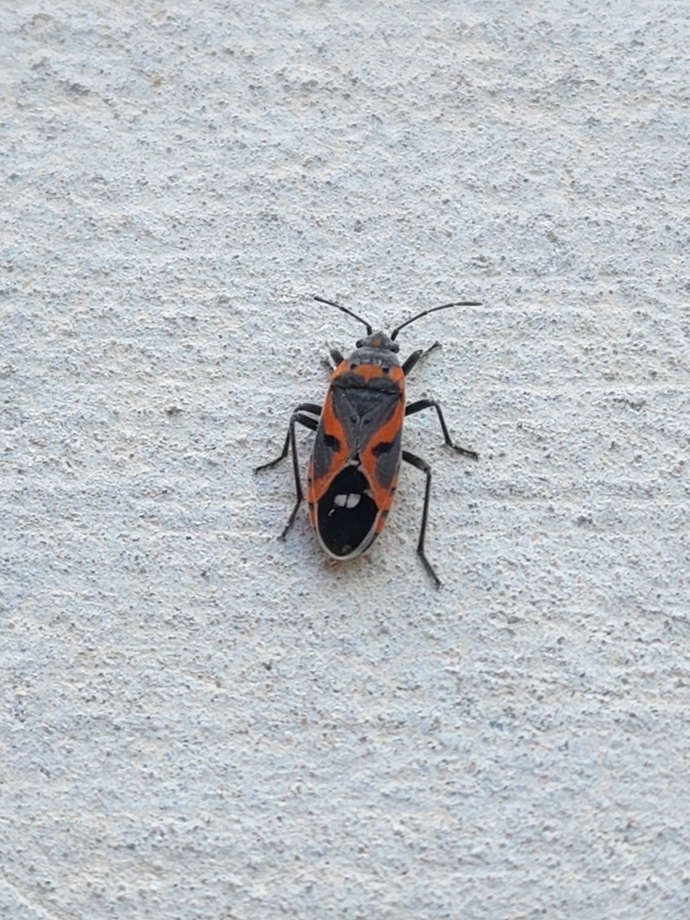 Bugs In Las Vegas