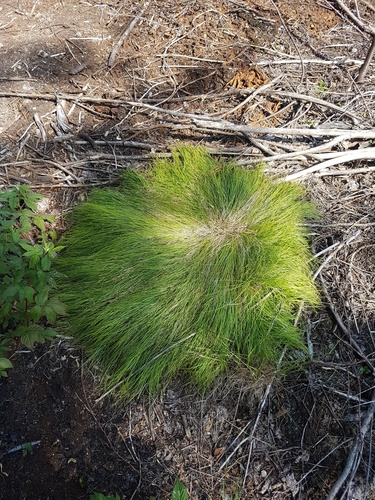New England sedge — photo 1