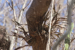 Encyclia adenocarpa