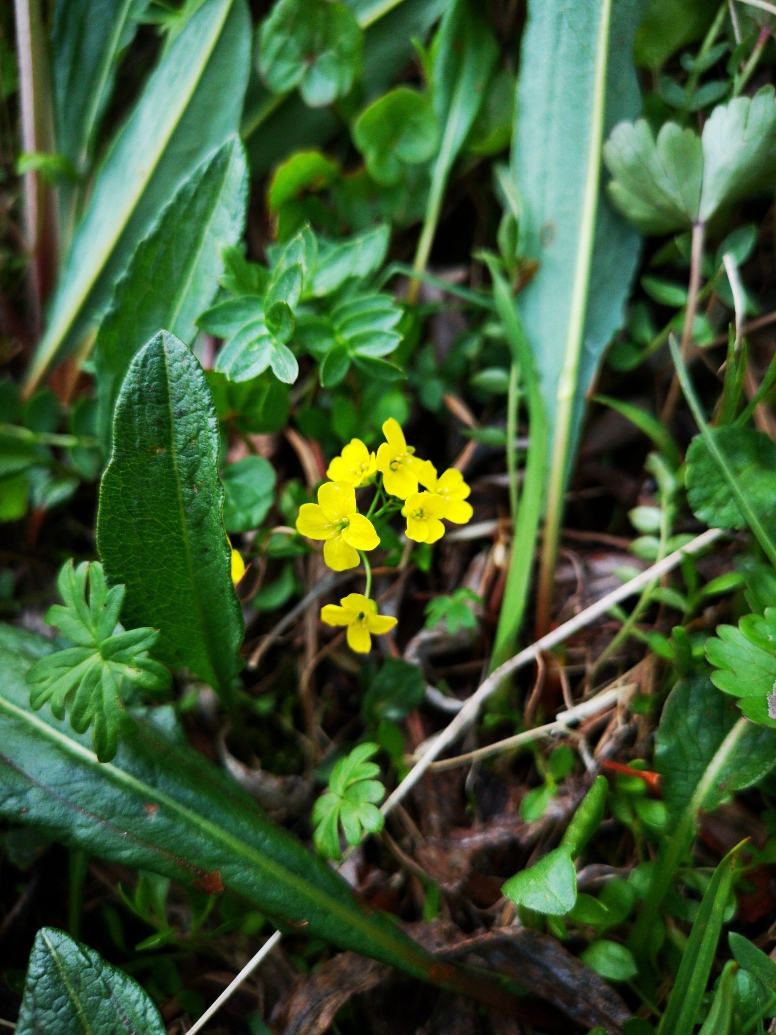 Draba ogilviensis
