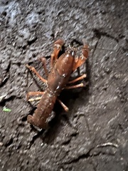 Samastacus spinifrons