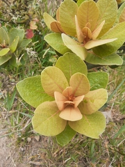 Persea ferruginea