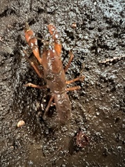 Samastacus spinifrons