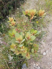 Persea ferruginea