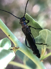 Necydalis cavipennis