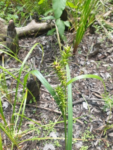 Image of Carex gigantea by (c) Étienne Léveillé-Bourret, some rights reserved (CC BY)