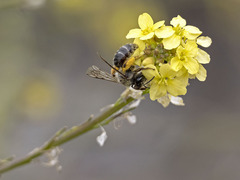 Andrena vulcana