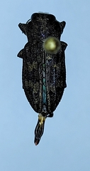 Chrysobothris shawnee