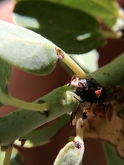 Deraeocoris fulgidus