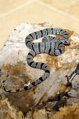 Lampropeltis alterna