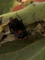 Deraeocoris fulgidus