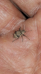 Pantomorus postfasciatus