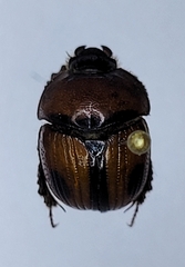 Bolbocerosoma biplagiatum