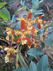Oncidium luteopurpureum
