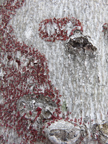 Beech Bark Canker Fungus