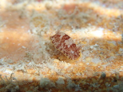 Aphelodoris antillensis