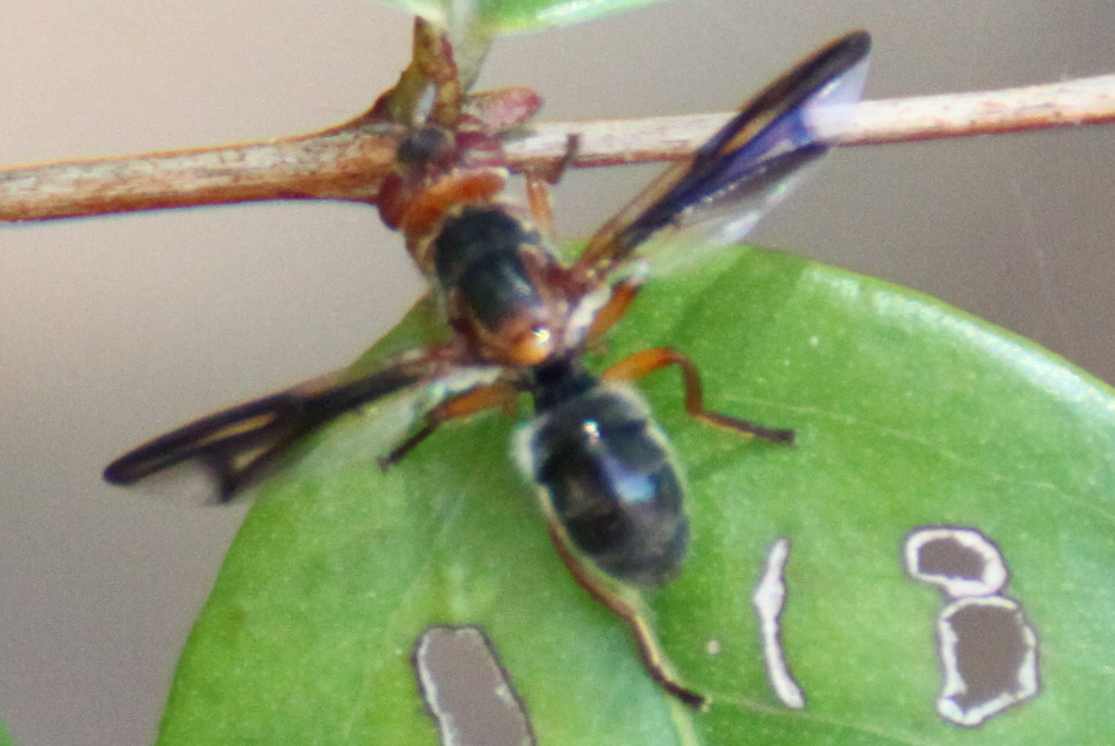Senopterina varia