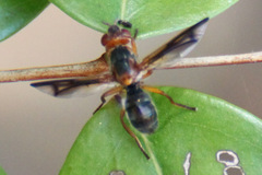 Senopterina varia