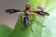 Senopterina varia