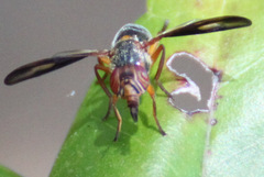 Senopterina varia