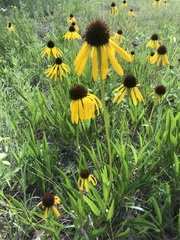 Echinacea paradoxa paradoxa