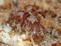 Aphelodoris antillensis