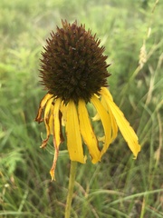 Echinacea paradoxa paradoxa