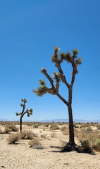 Yucca brevifolia