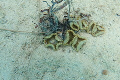 Palythoa grandiflora