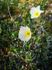 Papaver macounii discolor