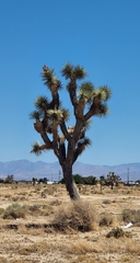 Yucca brevifolia