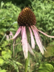 Echinacea simulata