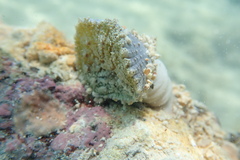 Actinostella flosculifera