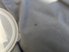 Insecta
