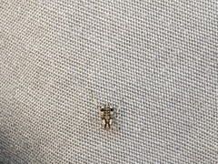 Insecta
