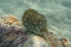 Actinostella flosculifera