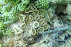 Palythoa grandiflora