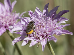 Megachile canariensis