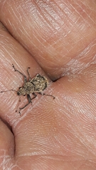 Pantomorus postfasciatus