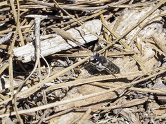 Megachile canariensis