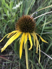 Echinacea paradoxa paradoxa